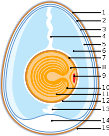 Anatomy and Characteristics of eggs