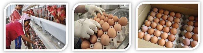 fresh brown chicken table eggs exporter